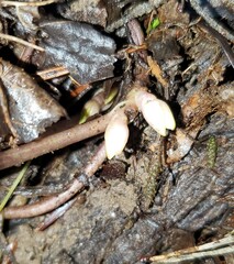 Hexastylis contracta