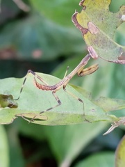 Stagmatoptera