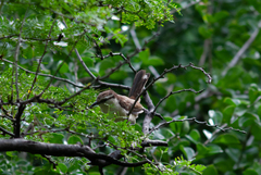 Campylorhynchus griseus