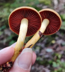 Cortinarius tinctorum