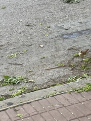 Furnarius rufus