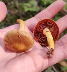 Cortinarius tinctorum