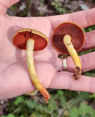 Cortinarius tinctorum