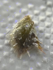 Pinctada imbricata