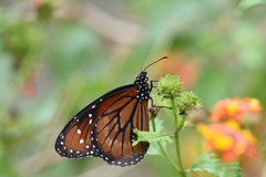 Danaus eresimus