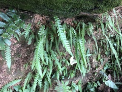 Phegopteris decursive-pinnata