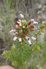 Erica multiflora