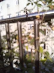 Cyclosa argenteoalba