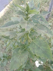 Amaranthus
