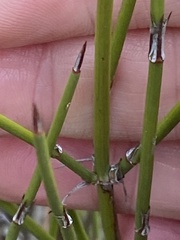 Ephedra trifurca