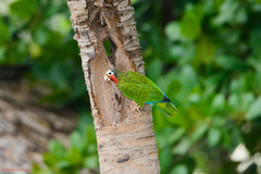 Amazona leucocephala