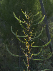 Acacia gladiiformis