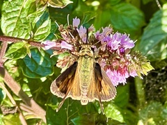 Atalopedes campestris