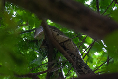 Boa constrictor