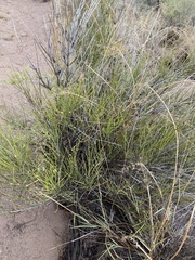 Ephedra trifurca
