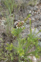 Erica multiflora