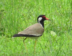 Vanellus indicus