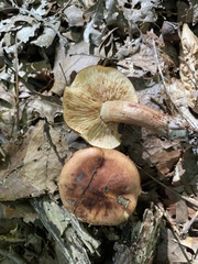 Tricholoma fulvum