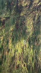 Dacrydium cupressinum