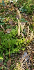Lycopodium