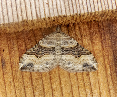 Xanthorhoe defensaria