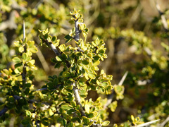 Condalia microphylla