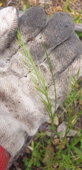 Festuca myuros