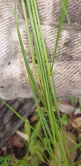 Festuca myuros