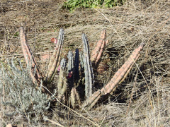 Cereus aethiops