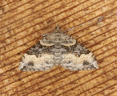 Xanthorhoe defensaria