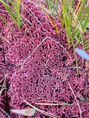 Sphagnum capillifolium