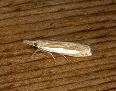 Crambus