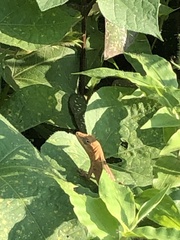 Anolis nebulosus