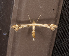 Platyptilia carduidactylus