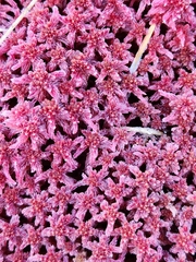 Sphagnum capillifolium