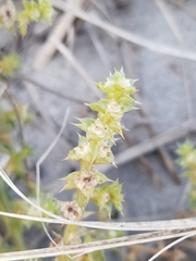 Salsola kali