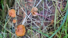 Xeromphalina cauticinalis
