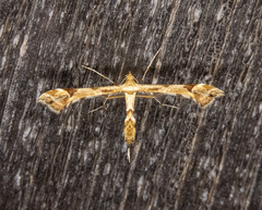 Platyptilia carduidactylus