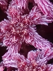 Sphagnum capillifolium