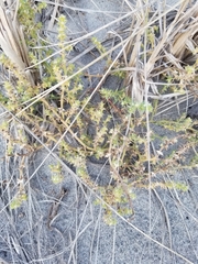 Salsola kali