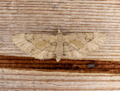 Eupithecia longipalpata