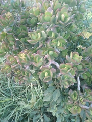 Crassula ovata