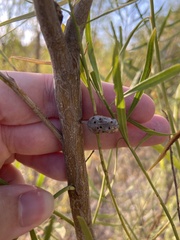 Neolasioptera lathami