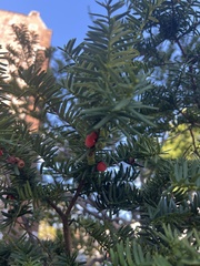 Taxus cuspidata