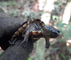 Kinosternon creaseri