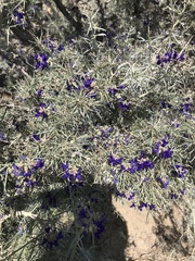 Psorothamnus schottii