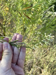 Neolasioptera lathami