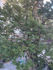 Taxus cuspidata