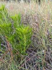 Stillingia sylvatica