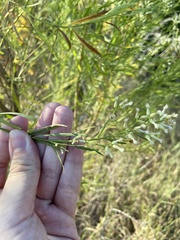 Neolasioptera lathami